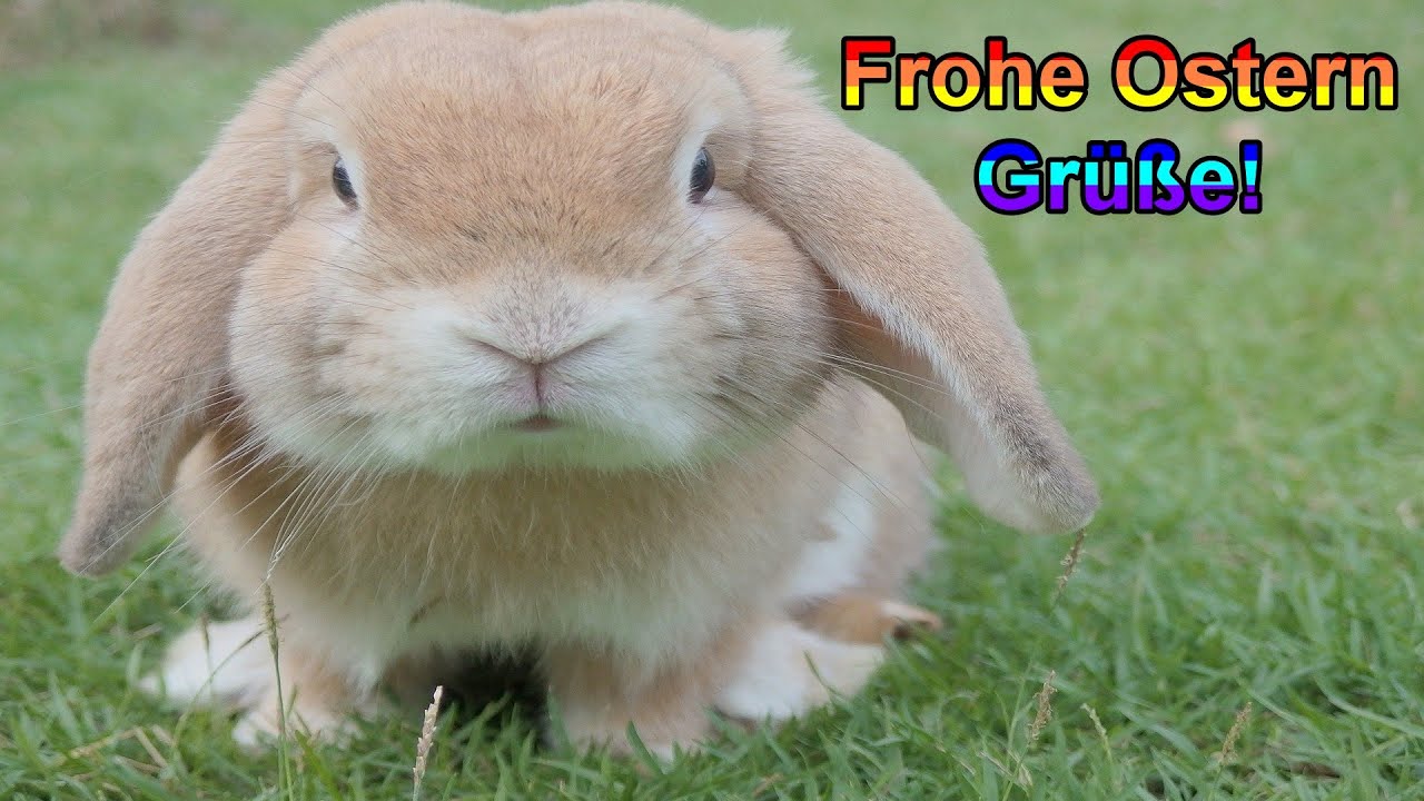 New Update Ostergrüße für dich! – Ostergruß zum Versenden \u0026 Verschicken über Whatsapp 2022
