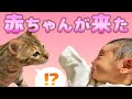 【赤ちゃんが来た日】暴れ噛みつき猫の反応や如何に…【Vlog】