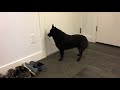 Schipperke dog greets his mom after two days away!