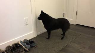 Schipperke dog greets his mom after two days away! by Schipperke Munchie 129,480 views 6 years ago 1 minute, 17 seconds