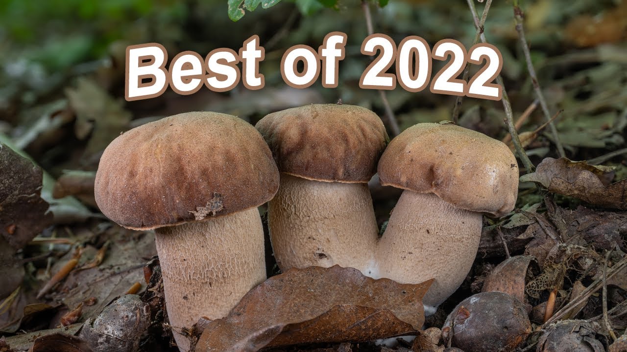 The Best Of Mushroom Hunting 2022 - Summer cep | Boletus reticulatus | Boletus aestivalis | Porcini