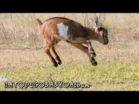 動物おもしろ動画ランキング100
