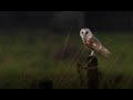 I Photographed a Barn Owl (First Vlog)