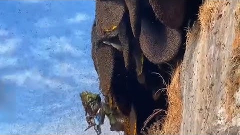 Công việc nguy hiểm nhất thế giới😱😱họ thật tuyệt vời!