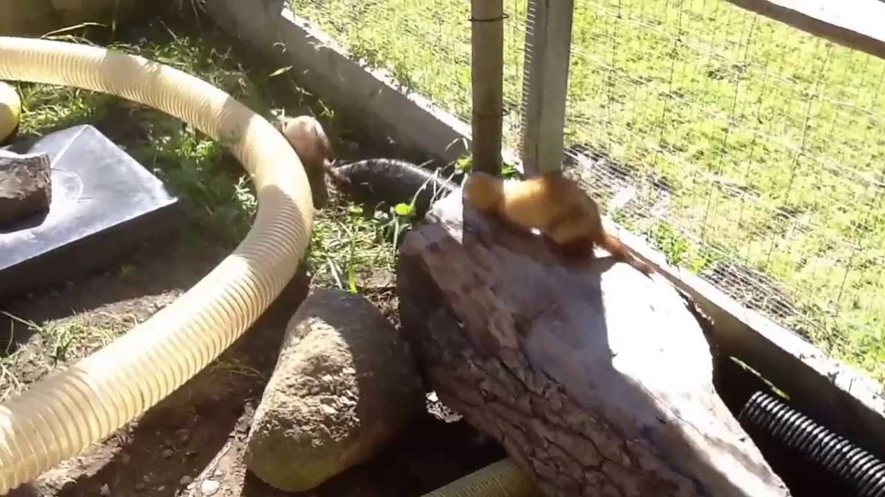 outdoor ferret pen