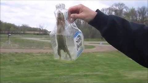 catching a striped gopher