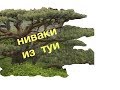 Ниваки из туи. ч 1