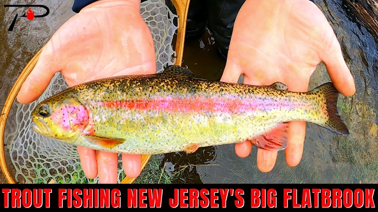 Trout Fishing New Jersey's Big Flatbrook 