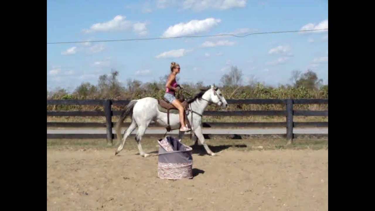 WWW.handrhorses.com 2008 AQHA GRAY GELDING, FINISHED RANCH HORSE, RANCH ...