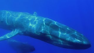 世界中から非難されるクジラの食文化 絶滅寸前の食文化について考えるドキュメンタリー映画『鯨のレストラン』予告編