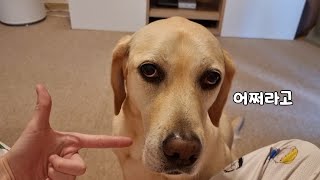 Retriever's Reaction To Do Tricks Without Treats