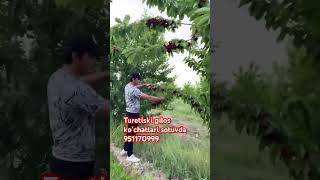 Turetiski Ina Gilosi Sotuvda 951170999