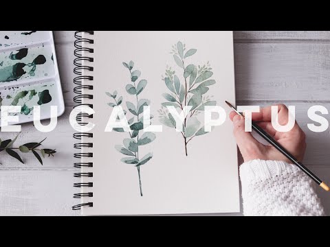 Video: Eucalyptus Gunna (atau, Hannah)