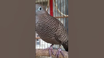 Perkutut Lokal Gacor RAJA PIKAT Ahlinya Bikin Semua Burung Perkutut Gacor Nyaut