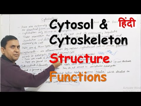Cytosol এবং Cytoskeleton হিন্দিতে | গঠন | ফাংশন