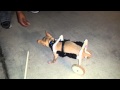 Sammy on DIY pet wheelchair Sammy on DIY pet wheelchair