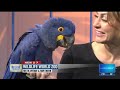 Arizona's Wildlife World Zoo brings by a hyacinth macaw parrot!