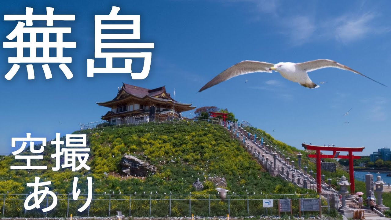 【蕪嶋神社】蕪島 ウミネコ繁殖地【青森県八戸市】4K60P