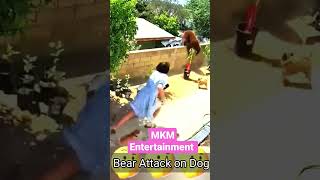 Bear Attack on Dog #shorts #trendingshorts #shorts #animals