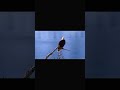 The Majestic Bald Eagle | King of the Skies 🦅🦅🦅 #wildlife #nature