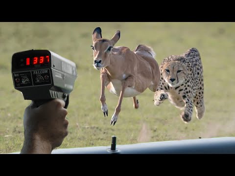 Video: Which Animals Are The Fastest