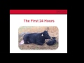 Monday Moos Webinar: Calf Management - Birth to Weaning