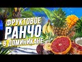 Обзор фруктов Доминиканы! Какие фрукты стоит покупать?