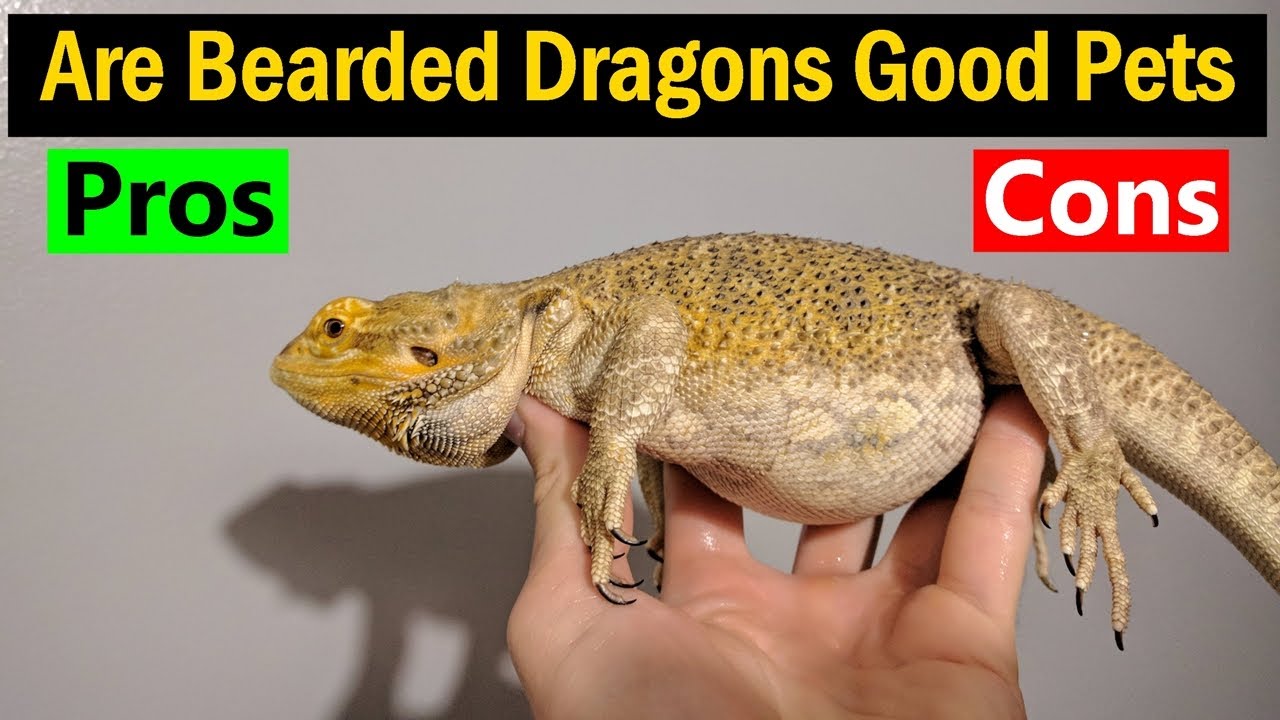 Are Bearded Dragons Good Pets - Pros  Cons