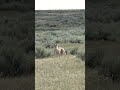 Coyote Dropped | #shortsvideo #shortsfeed #shorts #shortsyoutube #shortsviral