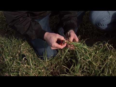 Best Times to Pull Cattle Off Wheat