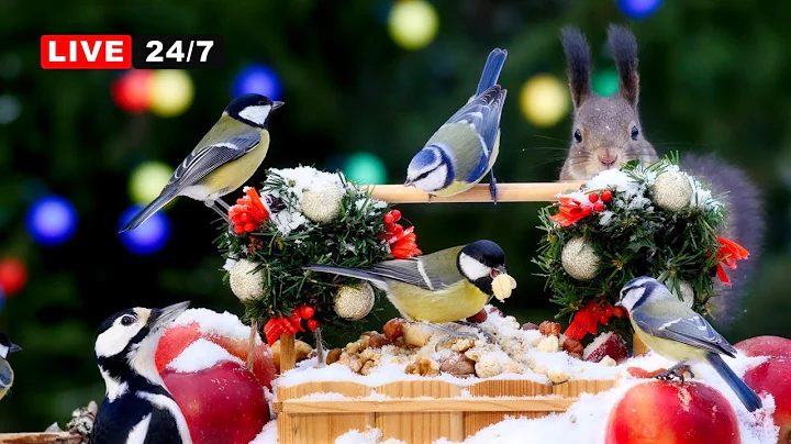 🔴24/7 LIVE  CAT TV NO ADS 😺 Little Birds and Red Squirrels and Holiday Fun for Everyone