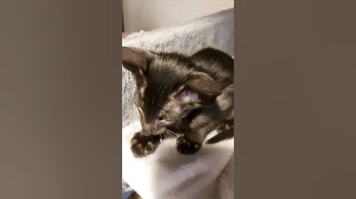 Watch the video about ORIENTAL KITTENS PLAYING #scarlettdepp #orientalkittens #josie #galina #emerald #dior #leonardo