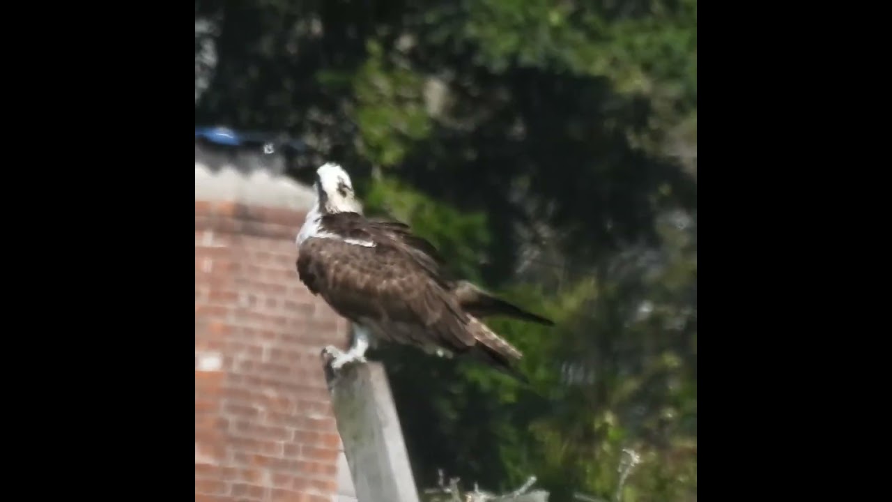 Osprey shows its talons and enjoys sunbath  