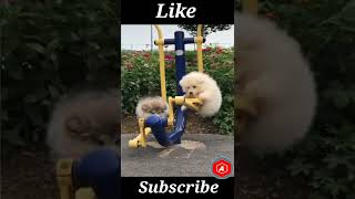 Animals Funny Videos Shorts Animals Funny Shots