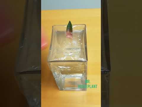 Video: Haworthia суккуленттерин көбөйтүү: Haworthia өсүмдүктөрүн тамырлоо жөнүндө билип алыңыз