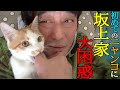 坂上家に初めてニャンコがやって来た!愛すべき問題児「山本ちくわ」