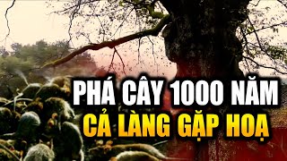 Ngôi Làng Liên Tục Gặp Hoạ Lớn Sau Khi Cây Bồ Kết 1000 Năm Tuổi Bị Phá Huỷ