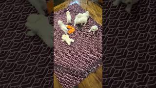 Chloe/Tex pups ￼at 5 weeks