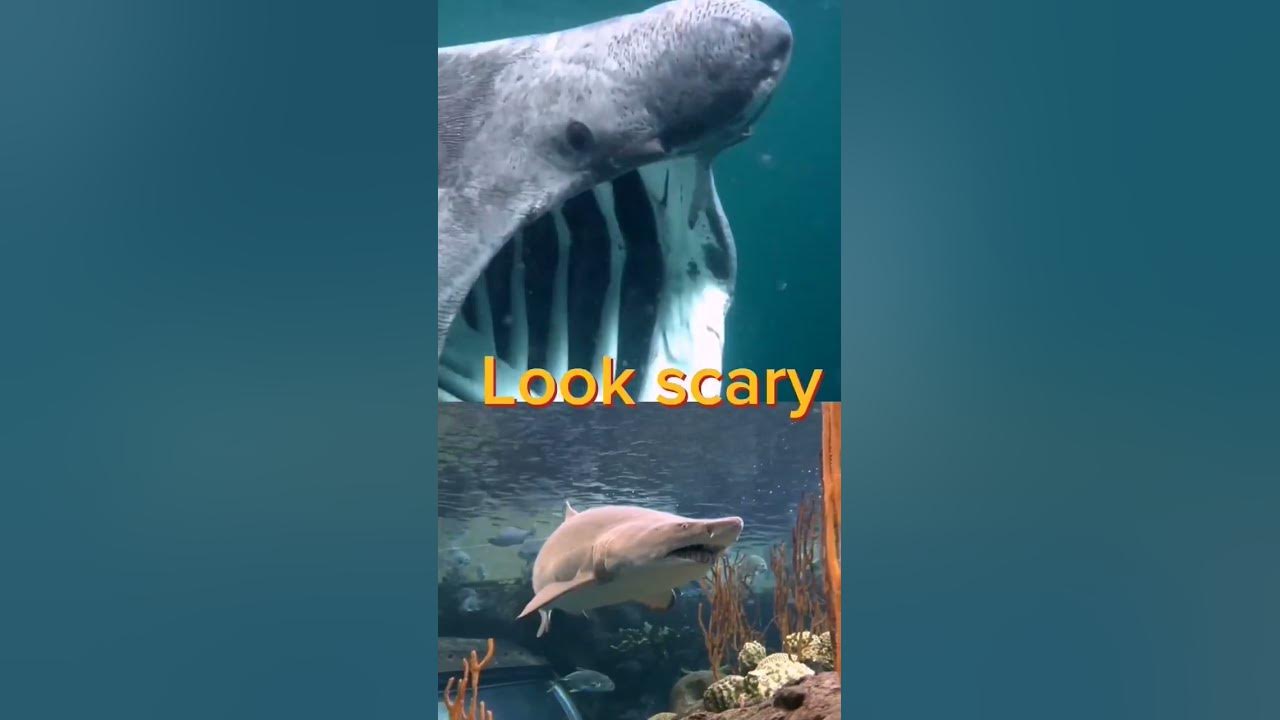 basking shark vs bull shark, tiger shark, sand tiger shark, greenland