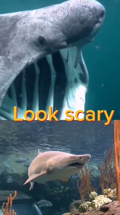 basking shark vs bull shark, tiger shark, sand tiger shark, greenland