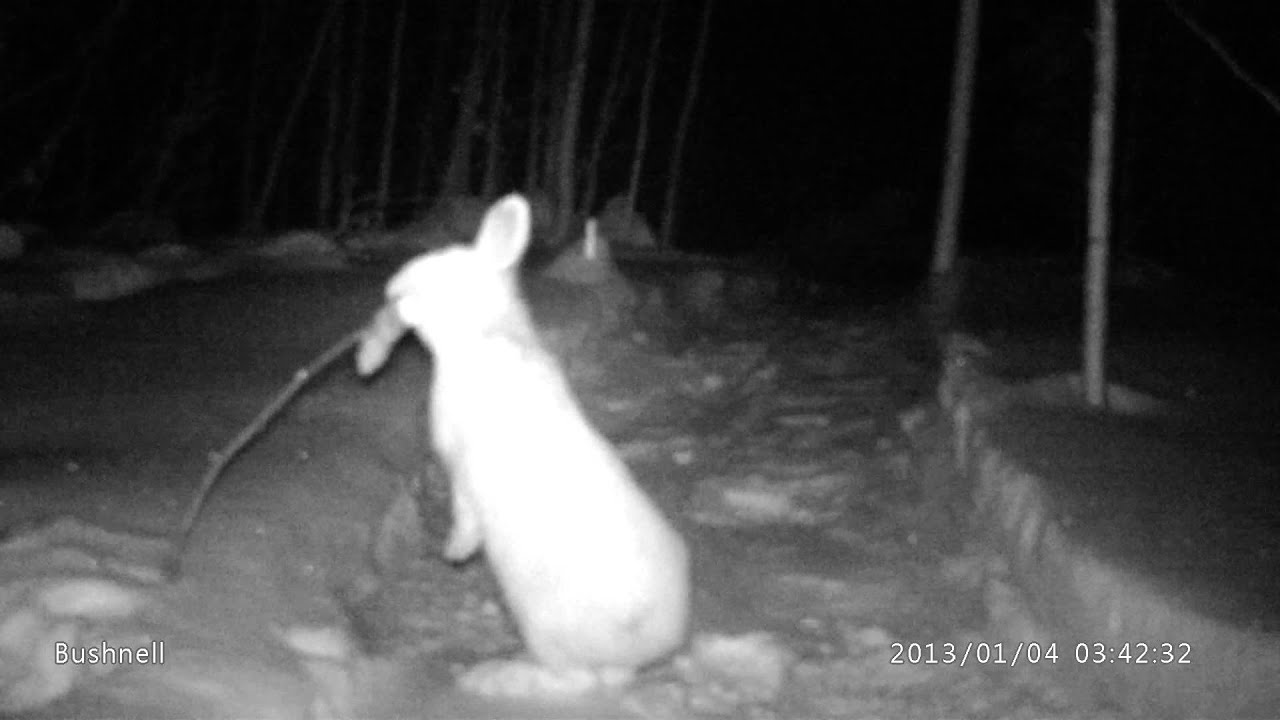 Meat Eating Rabbit near Gunn Alberta (3 of 3) YouTube