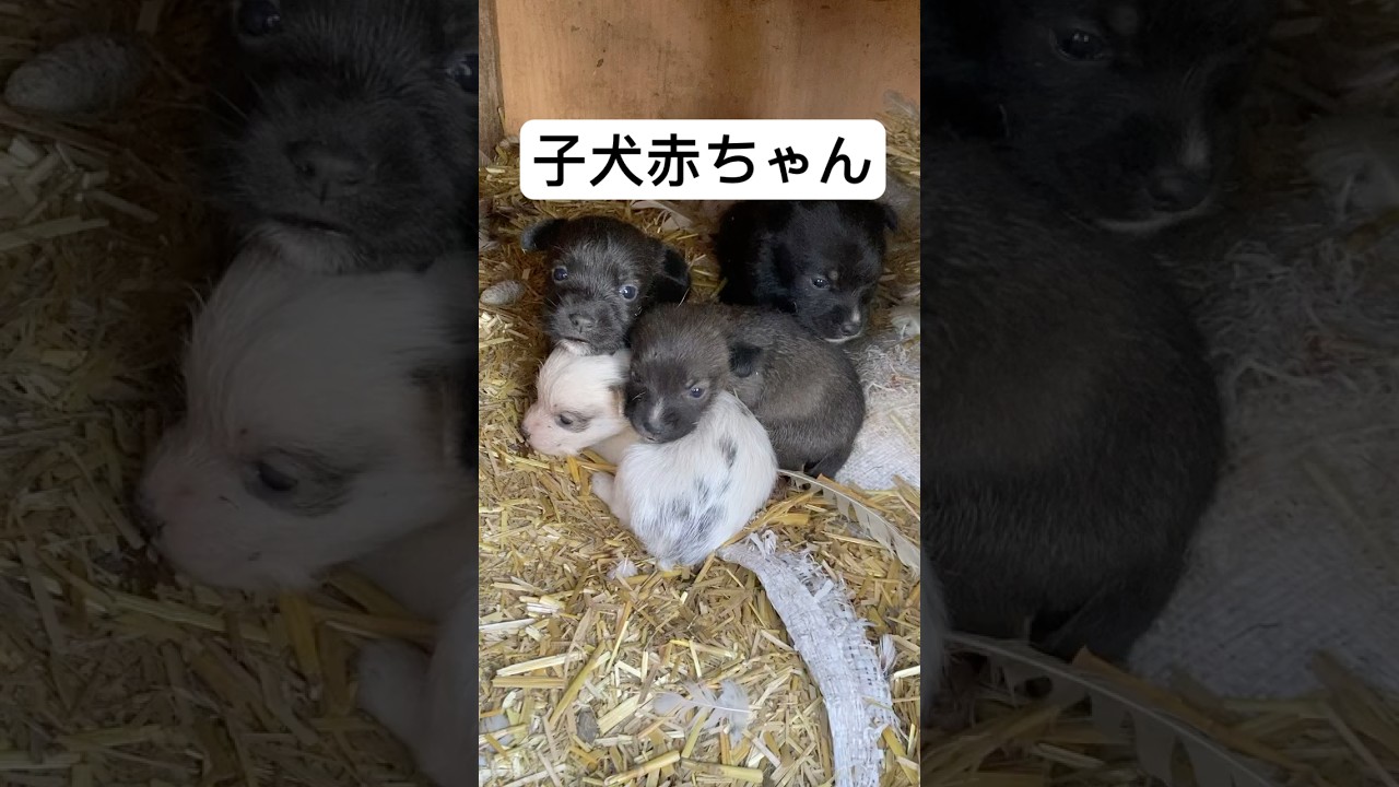 子犬 赤ちゃん #ミックス犬 - YouTube