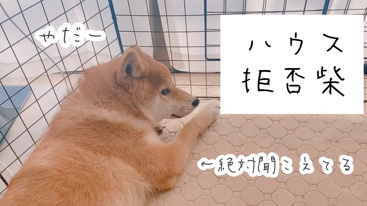 ハウスをお願いしたら悲壮感が凄すぎた豆柴が可愛い…