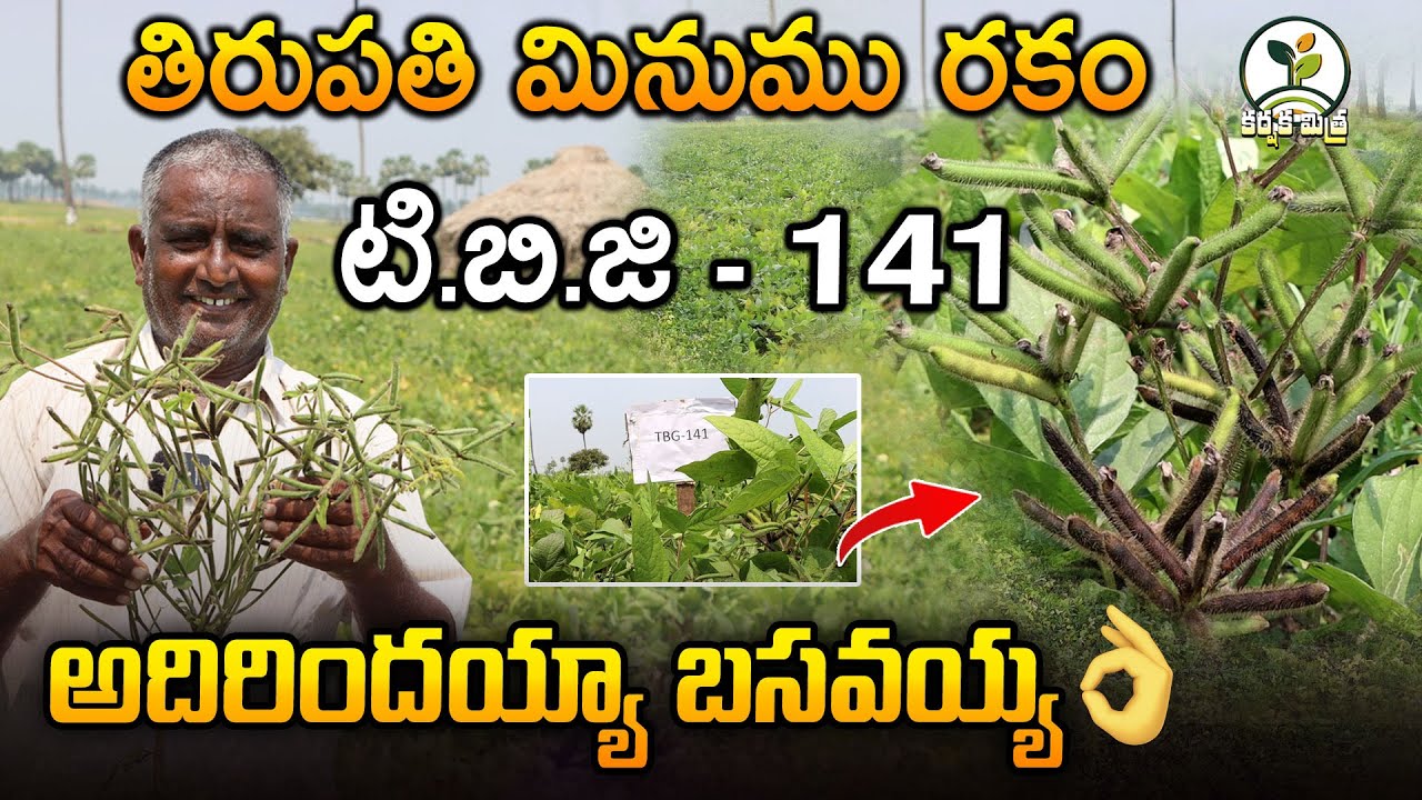 టిబిజి 141 మినుము రకంతో రైతుకు దిగుబడి పండుగ | Excellent Black gram Variety TBG 141 | Karshaka Mitra