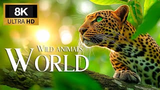 Wild Animals World 8K Film | The Amazing of Wild Animal