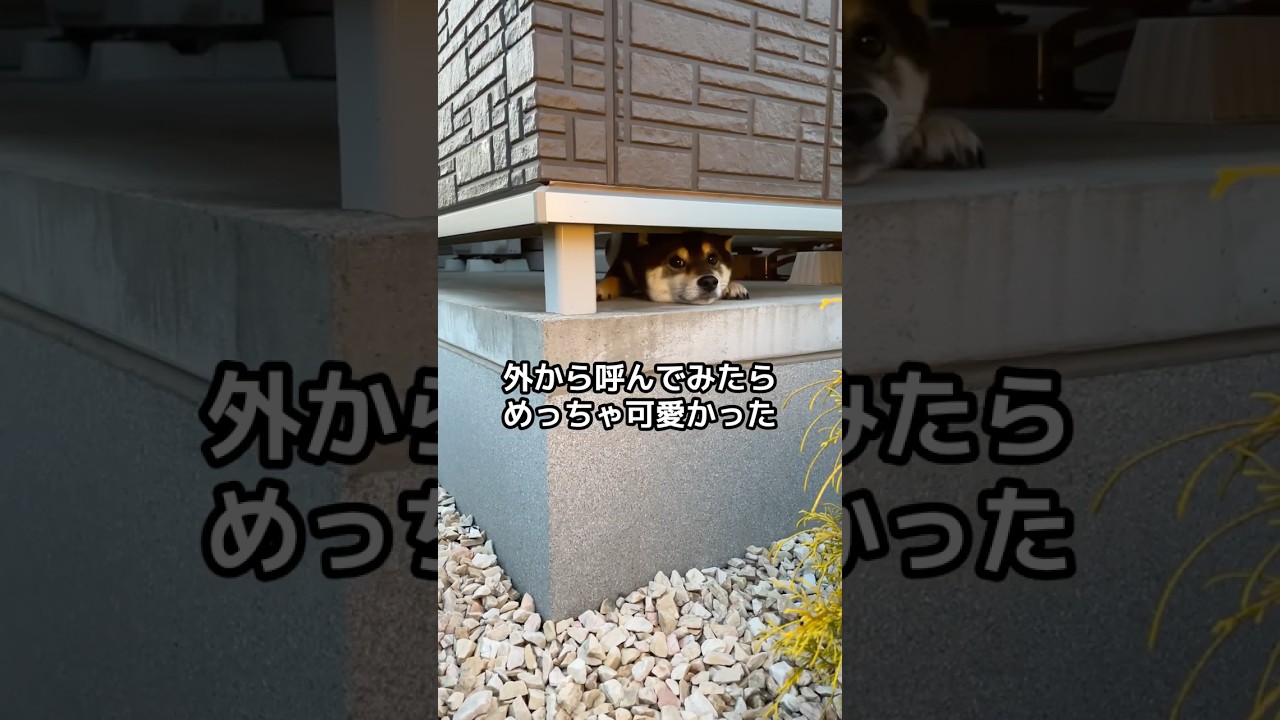 外からとらのことを呼んでみたらちゃんときてくれて可愛かった☺️ #柴犬 #shibainu #豆柴 #黒柴