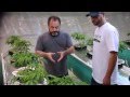 Diy aeroponic system with danny danko