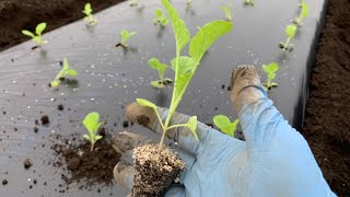 【寒咲き菜の花】寒い時期でも収穫が楽しめる菜の花の植え方　20/10/15