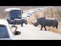 Rhino Traffic Jam Kruger National Park Biggest Road Block Ever | Kruger Park Sightings