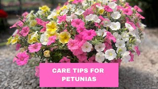 How to care for your petunias, supertunias, and vista petunias. Tips on watering, trimming, etc.